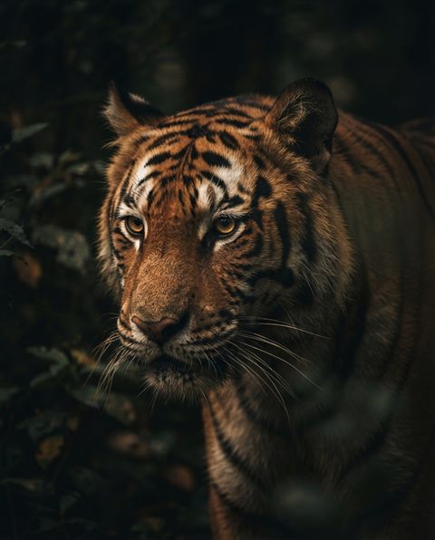 Cinematic film still of a majestic tiger, close-up detail with shallow depth of field, moody dark tones, dramatic lighting, 4:5 aspect ratio