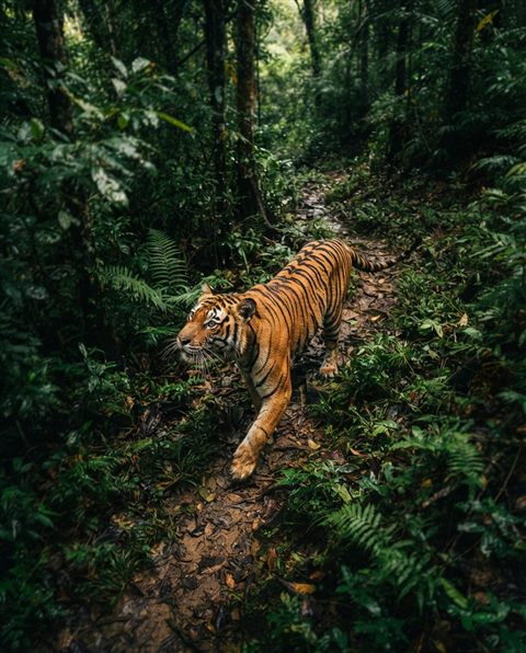 Cinematic film still of a majestic tiger, high-angle view from above, vivid colors, high contrast, energetic, 4:5 aspect ratio