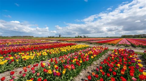 Photorealistic photo of tulip field, wide shot with open space at the top for text, vivid colors, high contrast, energetic, 16:9 aspect ratio