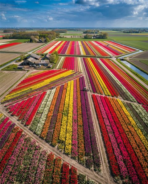 Cinematic film still of tulip field, high-angle view from above, vivid colors, high contrast, energetic, 4:5 aspect ratio