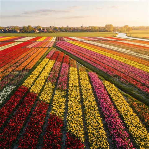 Photorealistic photo of tulip field, high-angle view from above, warm golden light, calm mood, 1:1 aspect ratio