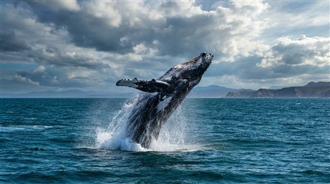 Photorealistic photo of whale in the ocean, wide shot with open space at the top for text, vivid colors, high contrast, energetic, 16:9 aspect ratio