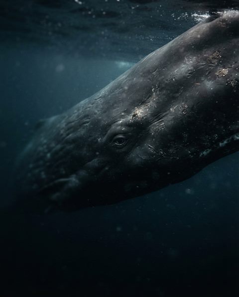 Cinematic film still of whale in the ocean, close-up detail with shallow depth of field, moody dark tones, dramatic lighting, 4:5 aspect ratio