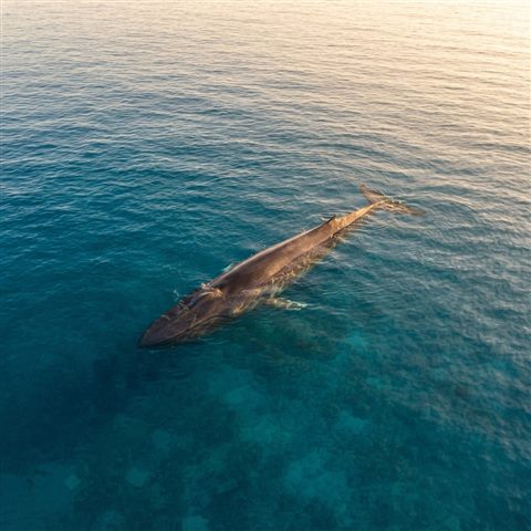 Photorealistic photo of whale in the ocean, high-angle view from above, warm golden light, calm mood, 1:1 aspect ratio