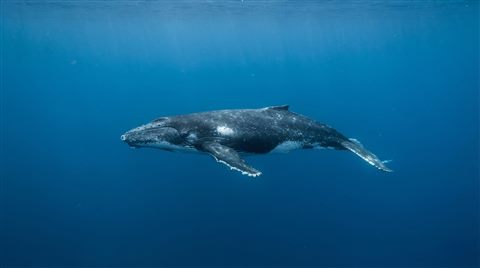 Photorealistic photo of whale in the ocean, centered subject with a simple uncluttered composition, cool blue tones, quiet atmosphere, 16:9 aspect ratio