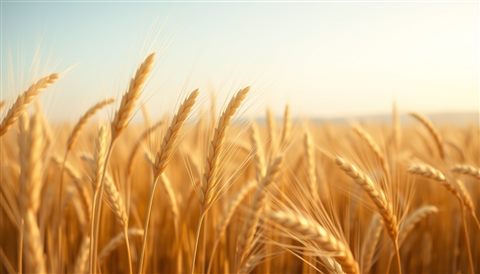 Soft 3D render of Golden wheat stalks swaying gently together in a vast countryside field under a clear sky, close-up detail with shallow depth of field, misty morning haze, dreamy, 16:9 aspect ratio