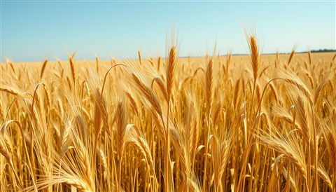 Cinematic film still of Golden wheat stalks swaying gently together in a vast countryside field under a clear sky, wide shot with open space at the top for text, vivid colors, high contrast, energetic, 16:9 aspect ratio