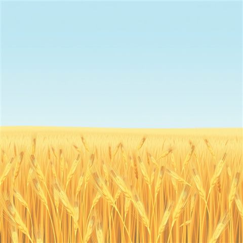 Minimal flat illustration of Golden wheat stalks swaying gently together in a vast countryside field under a clear sky, high-angle view from above, soft pastel colors, bright and cozy, 1:1 aspect ratio