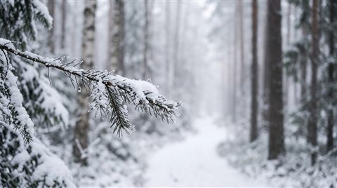 Photorealistic photo of quiet snowy forest with soft light, close-up detail with shallow depth of field, misty morning haze, dreamy, 16:9 aspect ratio