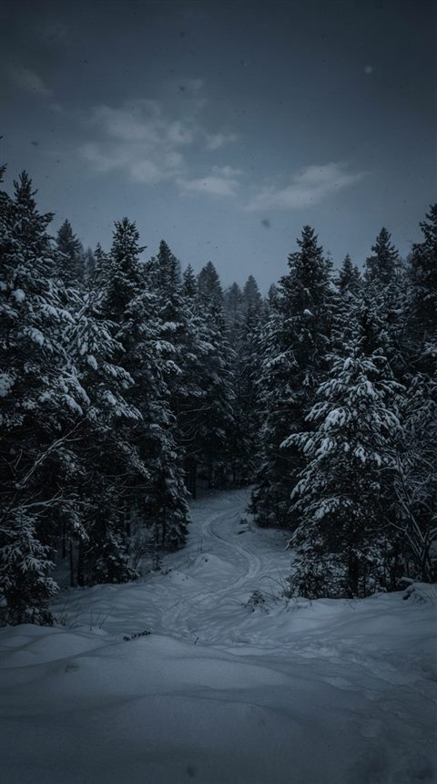 Photorealistic photo of quiet snowy forest with soft light, wide shot with open space at the top for text, moody dark tones, dramatic lighting, 9:16 aspect ratio