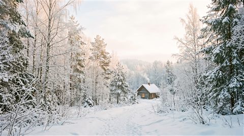 Cinematic film still of quiet snowy forest with soft light, wide shot with open space at the top for text, soft pastel colors, bright and cozy, 16:9 aspect ratio