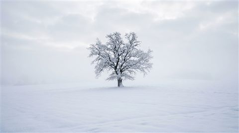 Foto fotorrealista de paisagem invernal nevada, assunto centralizado com composição simples e sem distrações, névoa matinal, sonhado, proporção 16:9