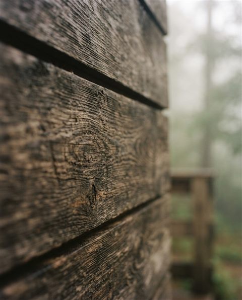 Cinematic film still of wood texture, close-up detail with shallow depth of field, misty morning haze, dreamy, 4:5 aspect ratio